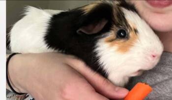 Rescue Guinea Pig Guinea Pigs for Adoption - Dale | PetCurious